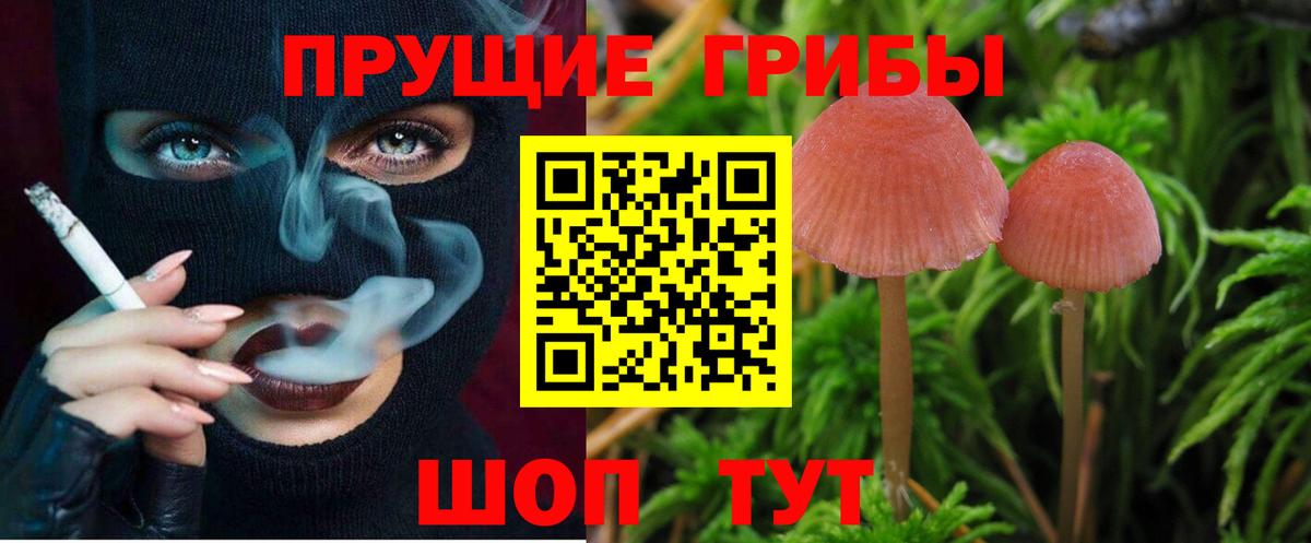Псилоцибиновые грибы Psilocybine cubensis Кувандык